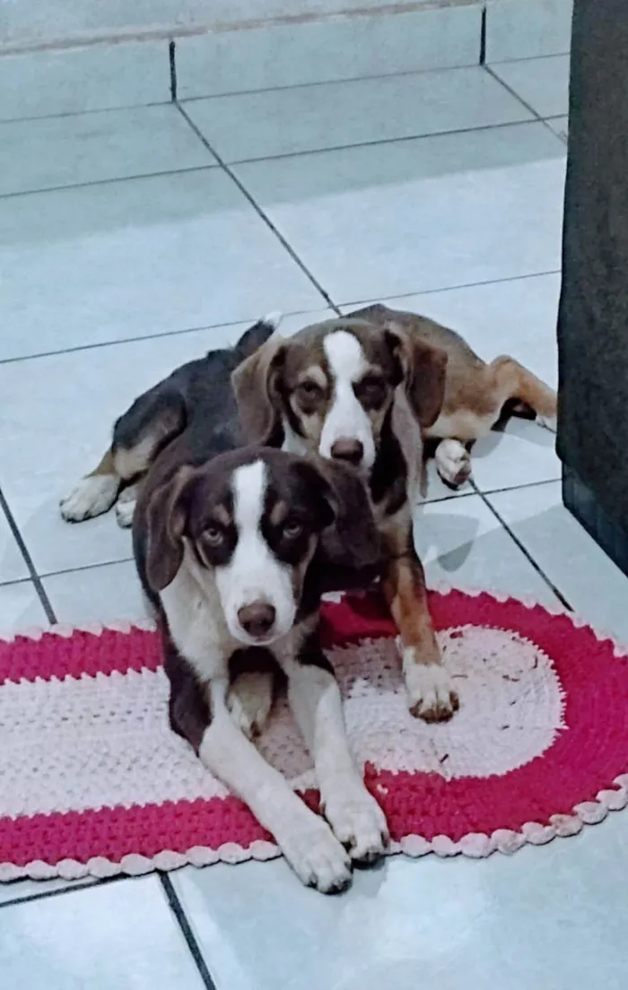 Cachorro ra a Indefinido  idade 7 a 11 meses nome Safira e Lola