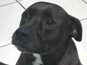 Cachorro raça Staffordshire Terrier idade 6 ou mais anos nome Frederico