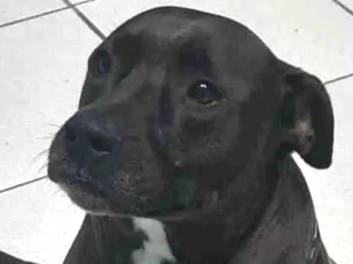 Cachorro ra a Staffordshire Terrier idade 6 ou mais anos nome Frederico