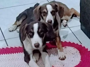 Cachorro raça Indefinido  idade 7 a 11 meses nome Safira e Lola