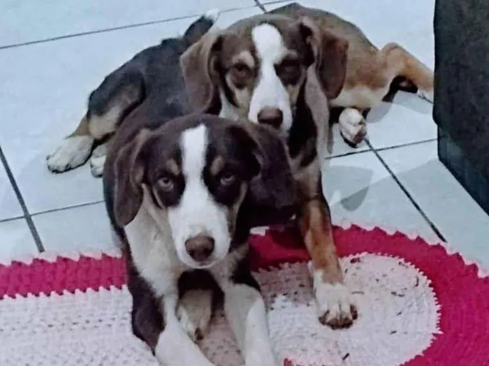 Cachorro ra a Indefinido  idade 7 a 11 meses nome Safira e Lola