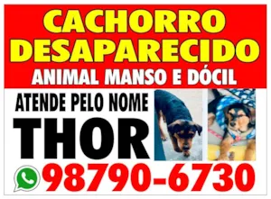 Cachorro raça Vira lata idade  nome Thor