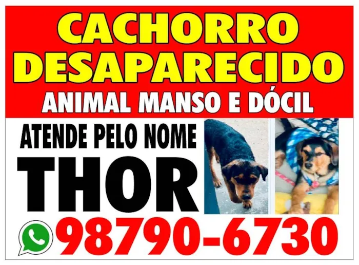 Cachorro ra a Vira lata idade  nome Thor