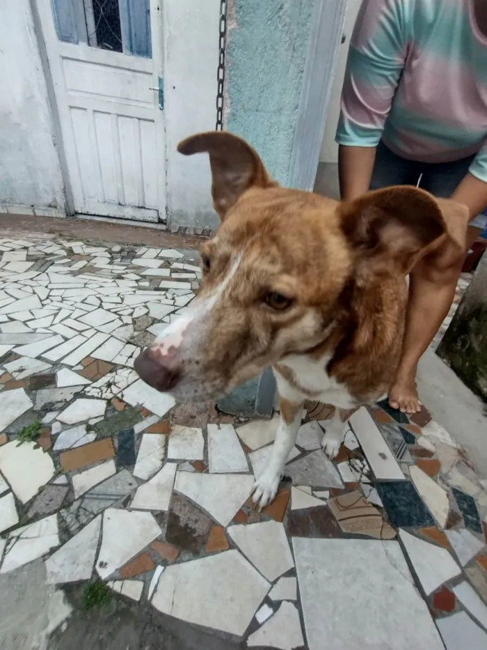 Cachorro ra a Vira-lata idade 4 anos nome Duque