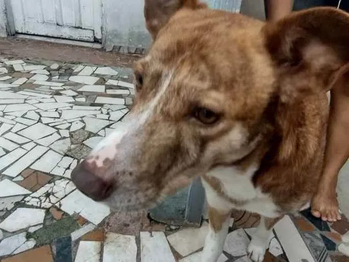 Cachorro ra a Vira-lata idade 4 anos nome Duque