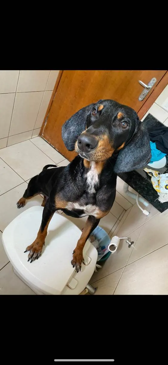 Cachorro ra a Doberman idade 2 a 6 meses nome Cassio