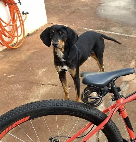 Cachorro ra a Doberman idade 2 a 6 meses nome Cassio