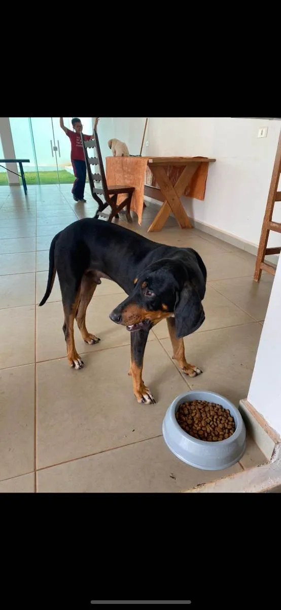 Cachorro ra a Doberman idade 2 a 6 meses nome Cassio