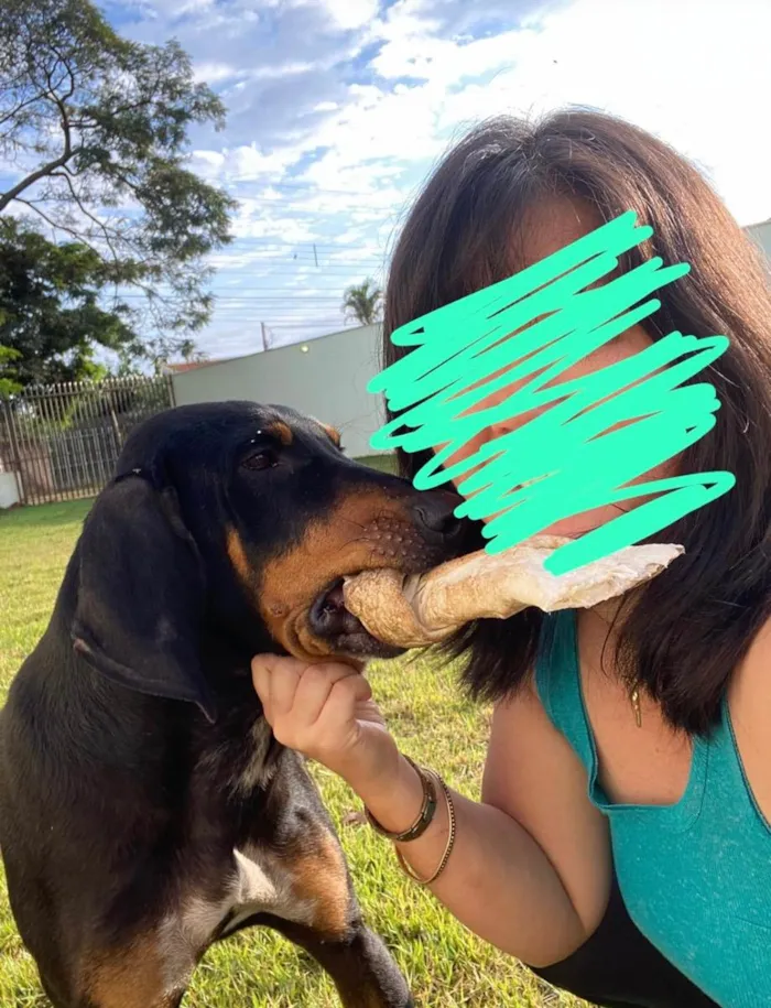 Cachorro ra a Doberman idade 2 a 6 meses nome Cassio