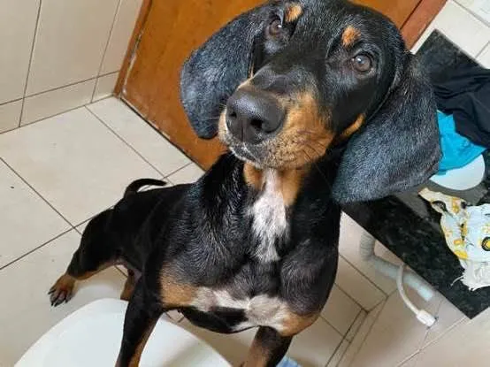 Cachorro ra a Doberman idade 2 a 6 meses nome Cassio