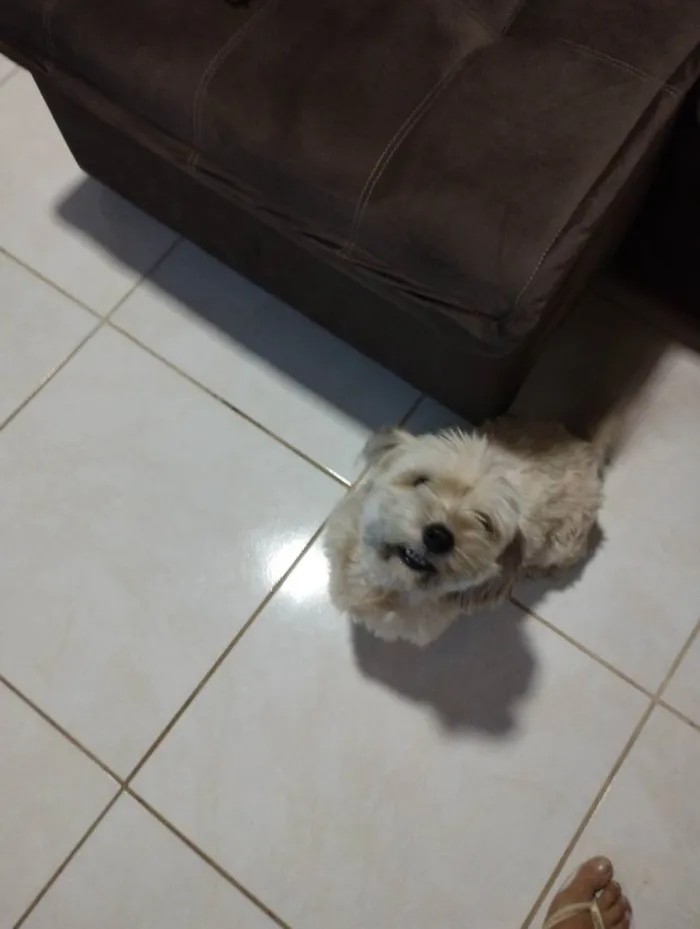 Cachorro raça Liasa Apso  idade 3 anos nome Mel