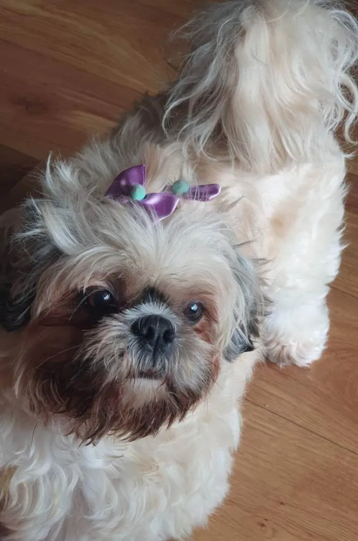 Cachorro raça Lhiase  idade 6 ou mais anos nome Mel