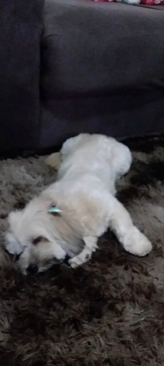 Cachorro raça Liasa Apso  idade 3 anos nome Mel
