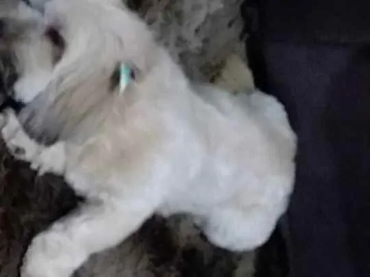 Cachorro raça Liasa Apso  idade 3 anos nome Mel