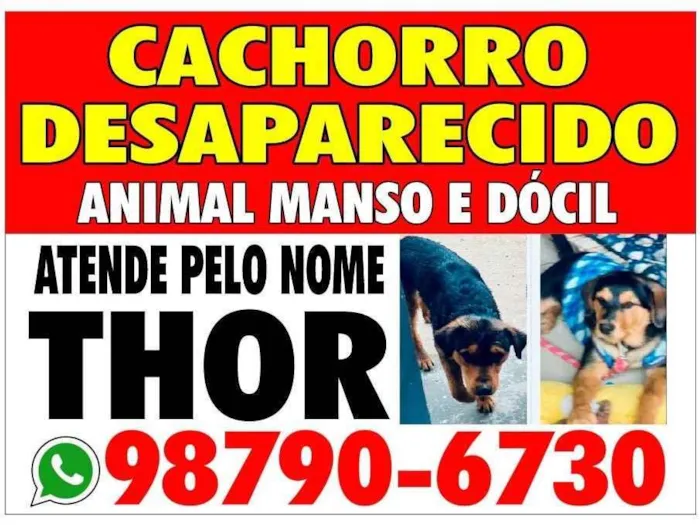 Cachorro ra a Vira lata idade  nome Thor