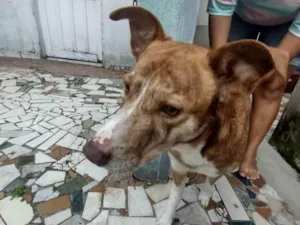 Cachorro raça Vira-lata idade 4 anos nome Duque