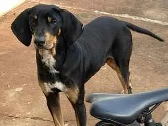 Cachorro ra a Doberman idade 2 a 6 meses nome Cassio