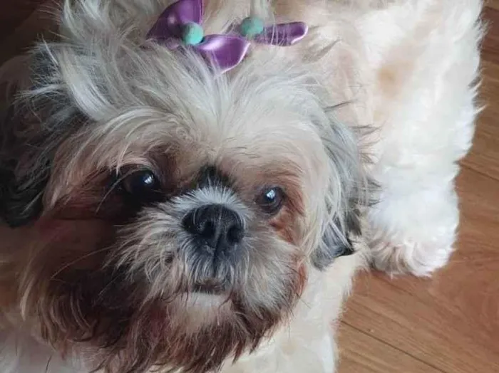 Cachorro raça Lhiase  idade 6 ou mais anos nome Mel