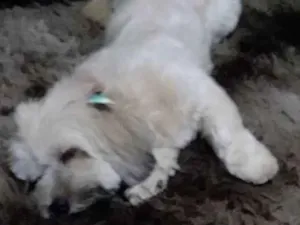 Cachorro raça Liasa Apso  idade 3 anos nome Mel