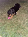 Cacio 
