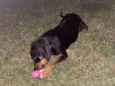 Cacio 
