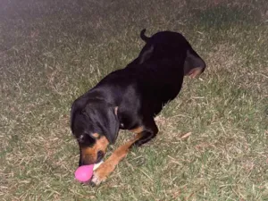 Cachorro raça Srd  idade 7 a 11 meses nome Cacio 
