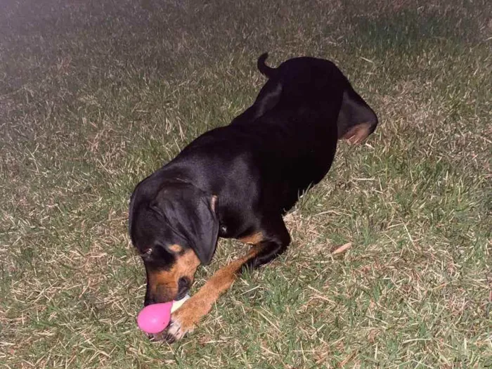 Cachorro ra a Srd  idade 7 a 11 meses nome Cacio 