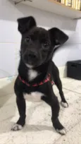 Orion