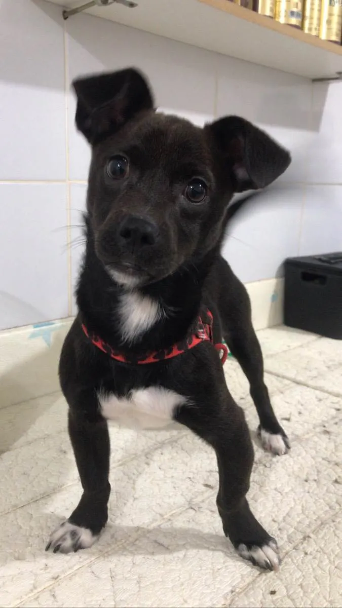 Cachorro raça Vira lata idade 2 a 6 meses nome Orion