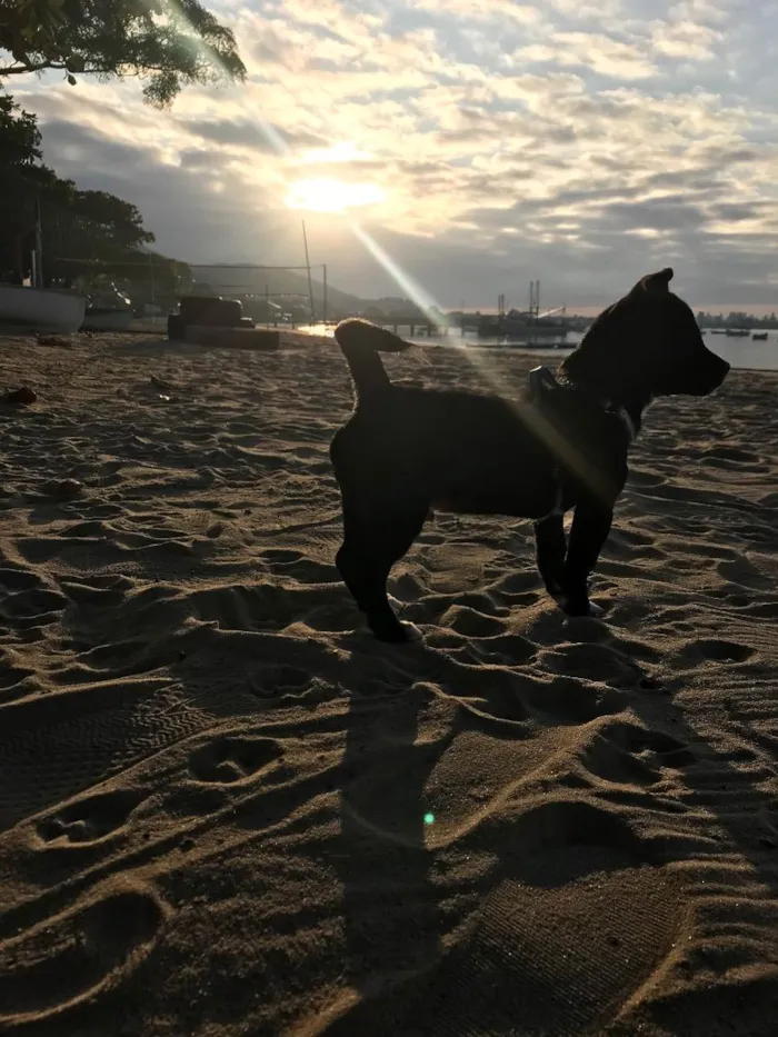 Cachorro raça Vira lata idade 2 a 6 meses nome Orion