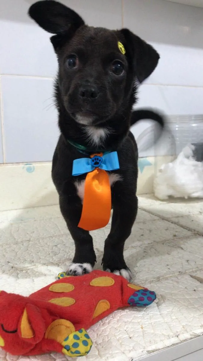 Cachorro raça Vira lata idade 2 a 6 meses nome Orion