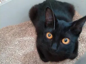 Gato raça Srd idade 2 a 6 meses nome Fada