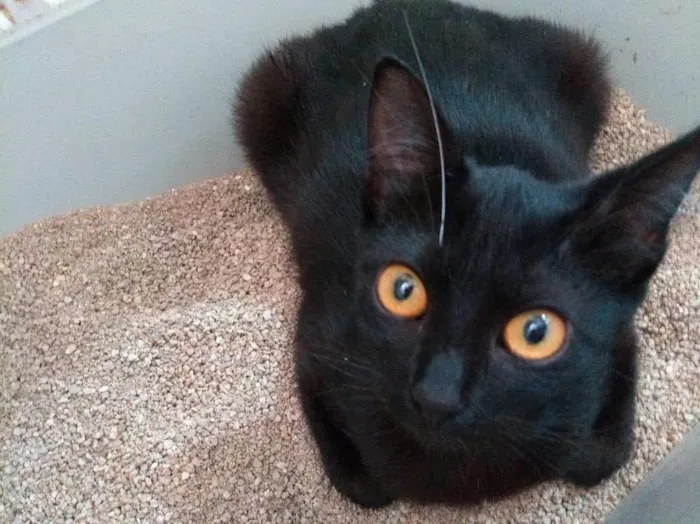 Gato raça Srd idade 2 a 6 meses nome Fada