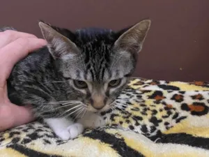 Gato raça Srd idade 2 a 6 meses nome Ruizinho