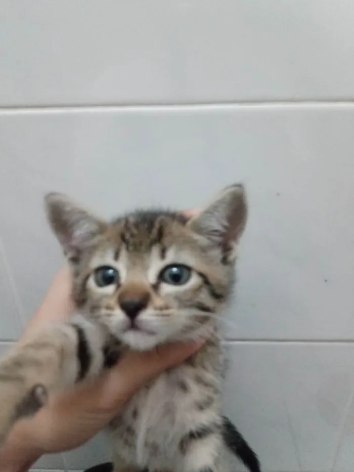 Gato ra a N. D idade 2 a 6 meses nome Nami
