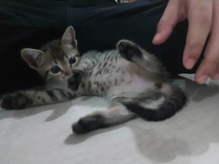 Gato ra a N. D idade 2 a 6 meses nome Nami