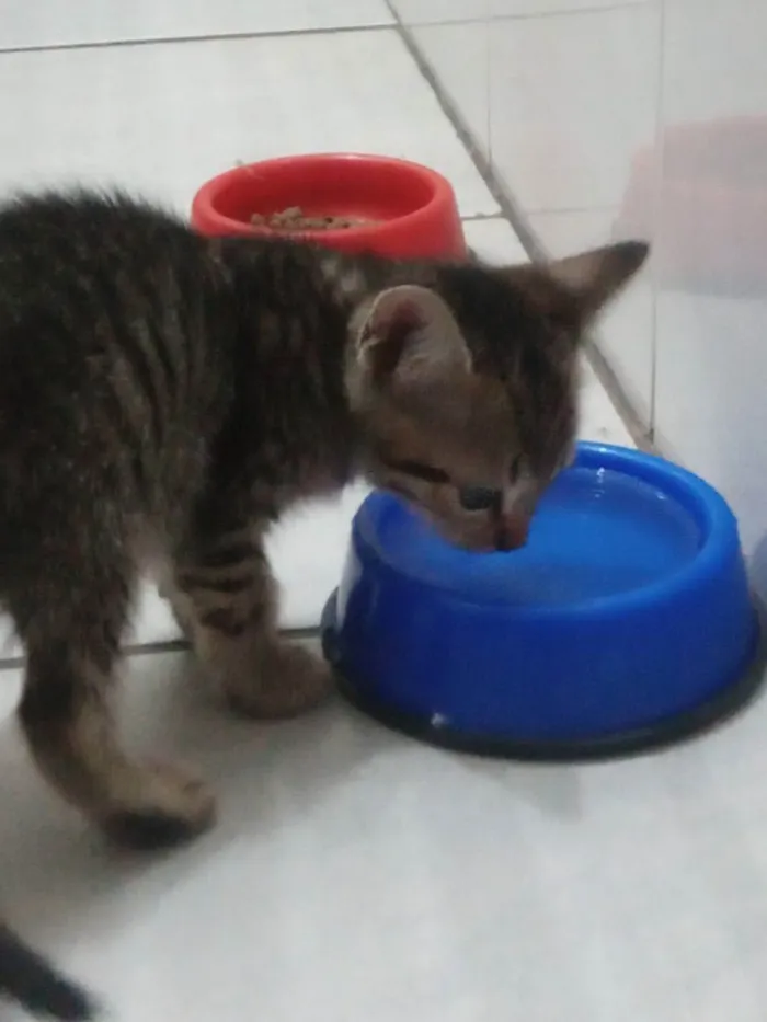 Gato ra a N. D idade 2 a 6 meses nome Nami