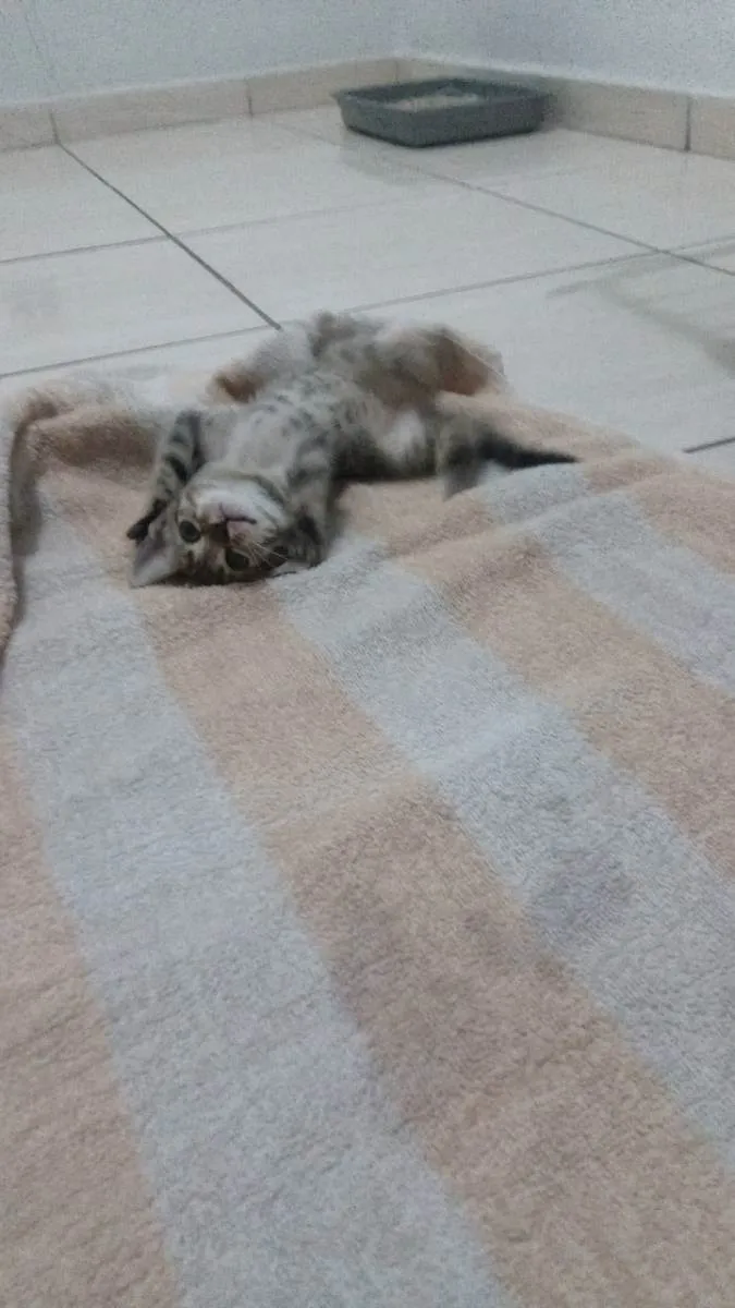 Gato ra a N. D idade 2 a 6 meses nome Nami