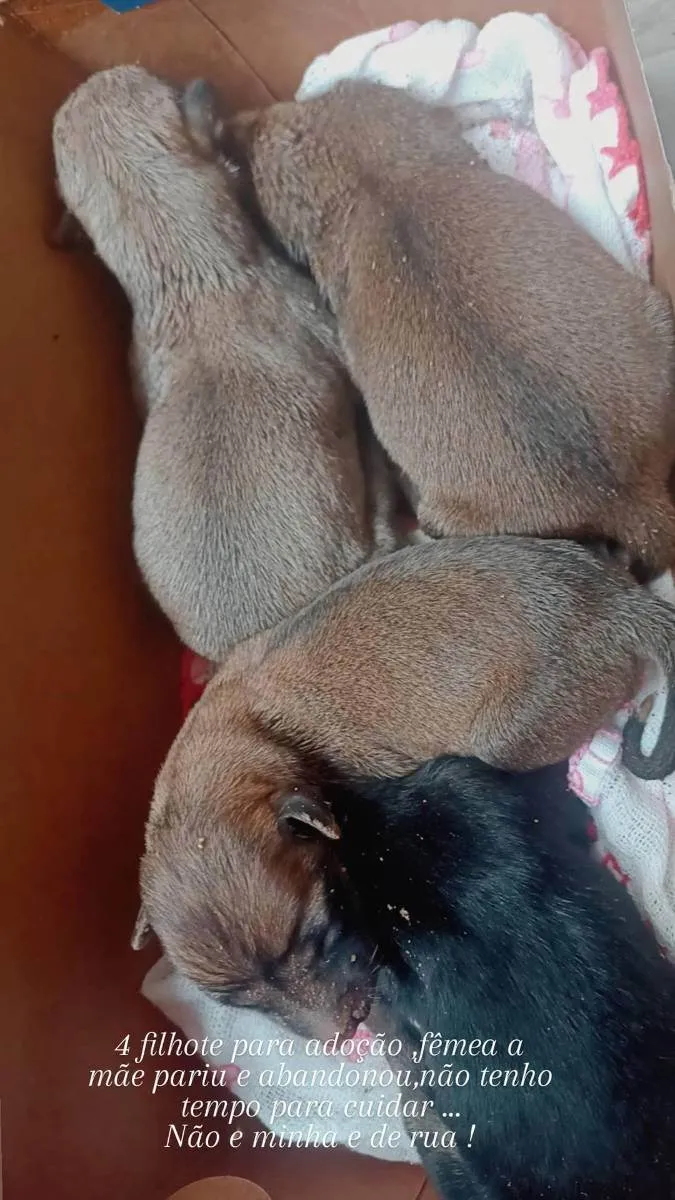 Cachorro raça Pé duro idade Abaixo de 2 meses nome Marias 