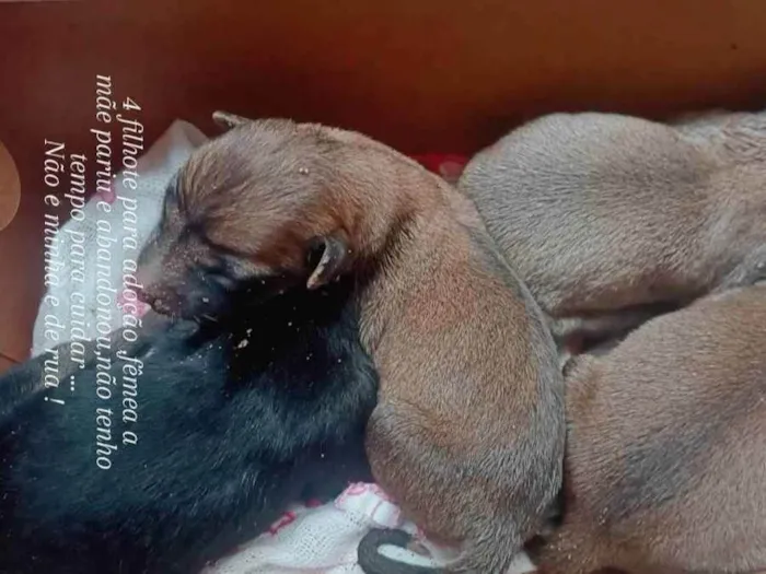 Cachorro raça Pé duro idade Abaixo de 2 meses nome Marias 