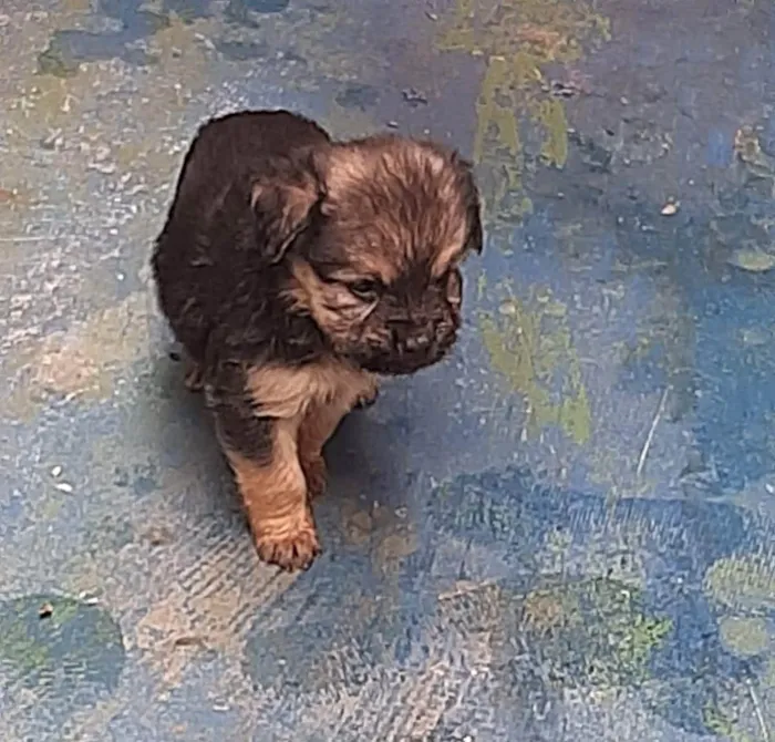 Cachorro ra a Viralata idade Abaixo de 2 meses nome Aurora 