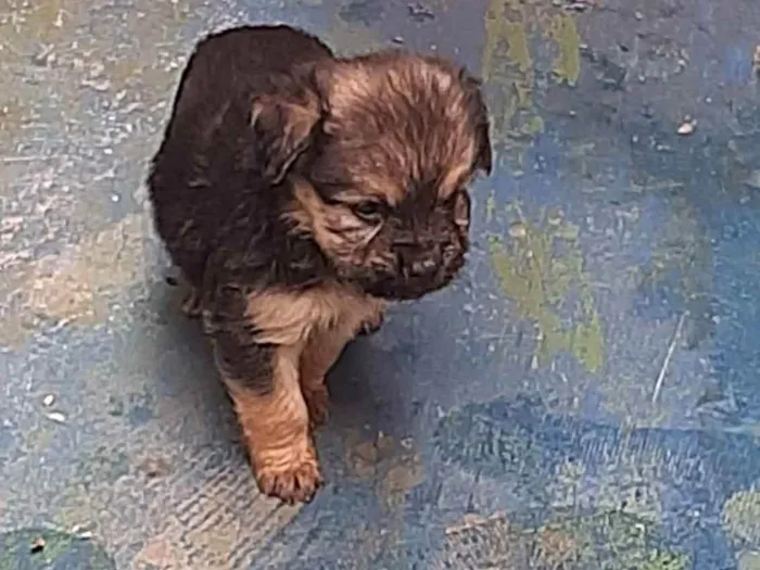 Cachorro ra a Viralata idade Abaixo de 2 meses nome Aurora 