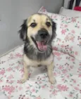 Toby