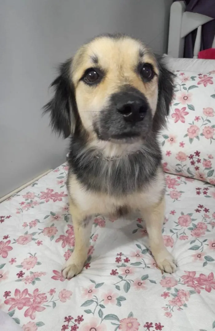 Cachorro ra a Srd  idade 1 ano nome Toby