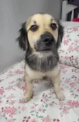 Toby