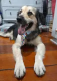 Toby