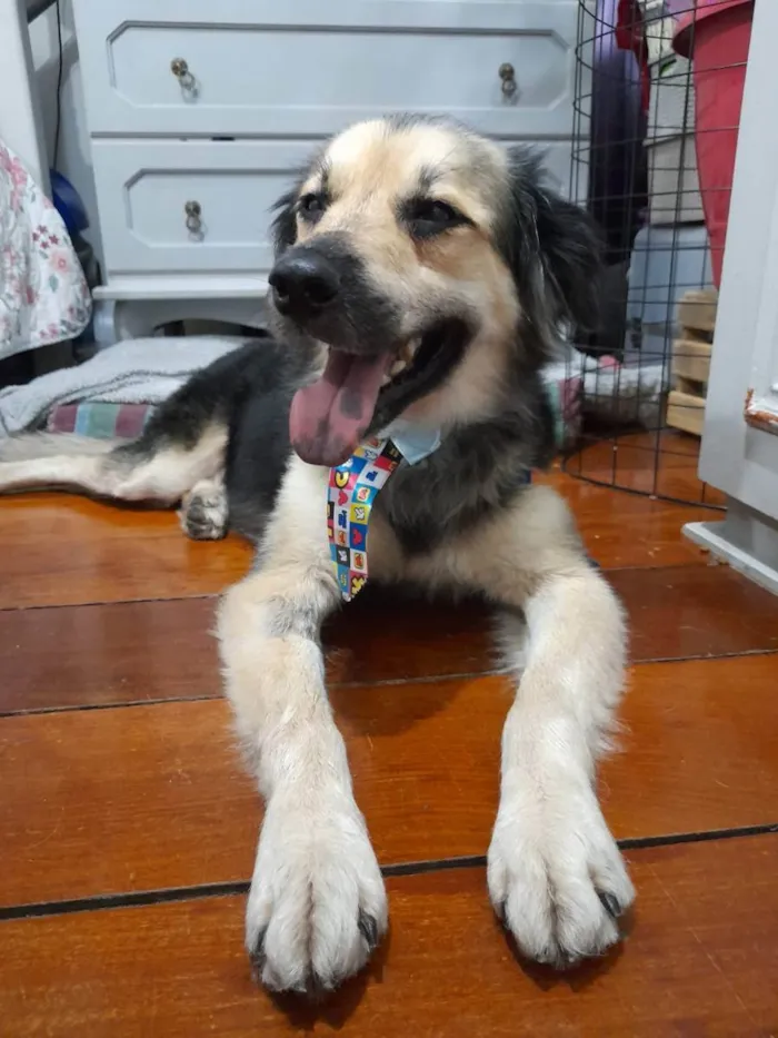 Cachorro ra a Srd  idade 1 ano nome Toby