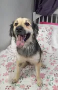 Toby