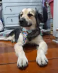Toby