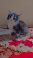 Maju